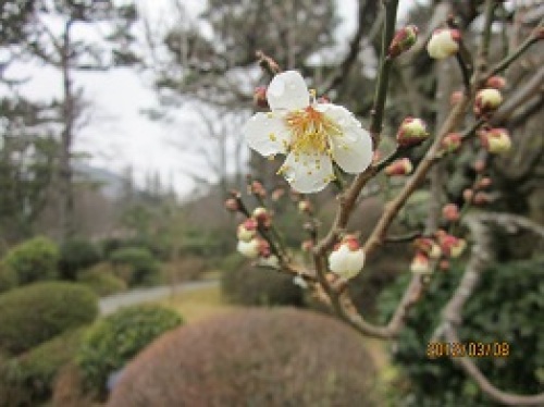 IMG_1821梅.jpg
