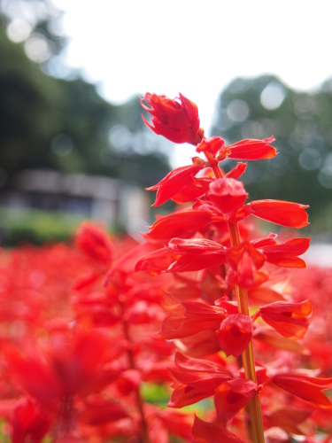 水元公園2012.9.24 035.jpg