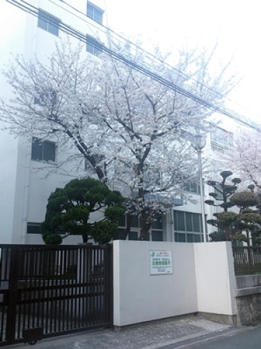 小学校の桜.jpg