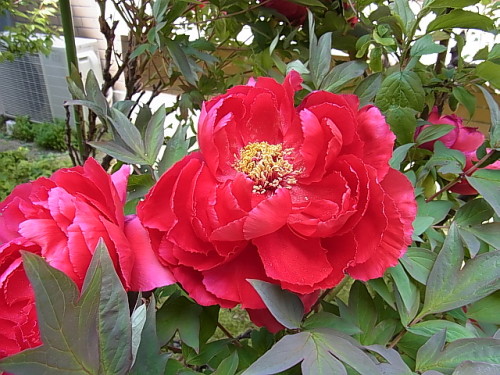 R0011800.JPG