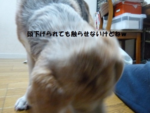 P1080247頭.jpg