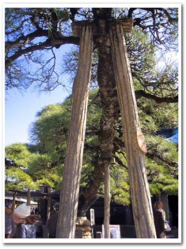 柴又帝釈天 瑞龍松 寒肥 日本酒 2013 003.jpg