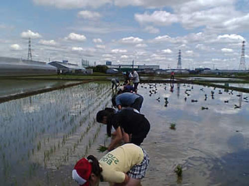 田植え2012.jpg
