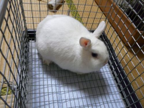 レフ