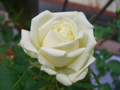 白いミニバラいろいろ バラが咲いてた頃 楽天ブログ