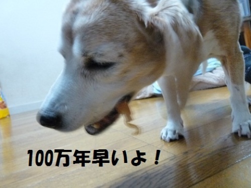 P1080244100万年.jpg