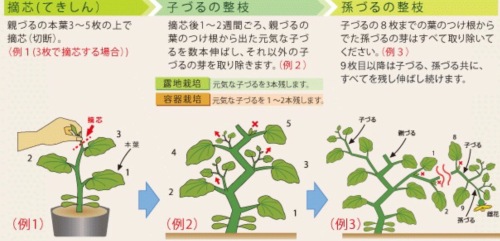 メロン ころたんの摘芯 ちょろ松の家庭菜園奮闘記 楽天ブログ