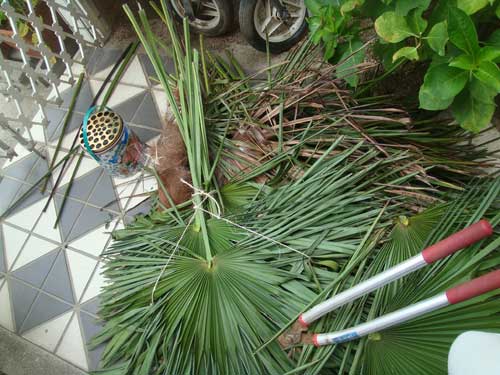 棕櫚（シュロ）の葉 | アトリエ コモ - 楽天ブログ