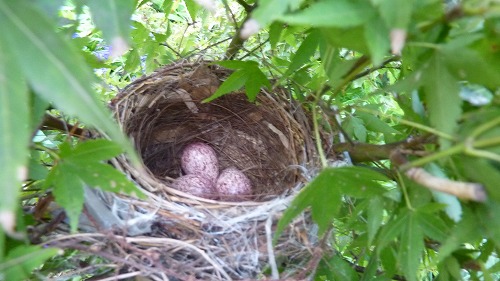 庭の木に鳥の巣が！ | 登るアラ還！ ～美しい自然を求めて～ - 楽天ブログ