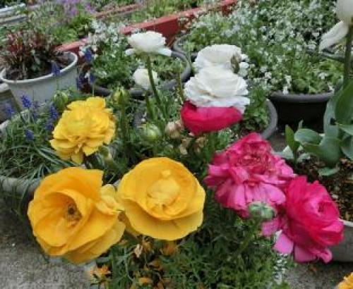 マリーゴールドと花輪菊の引っ越し | のんびりガーデニング - 楽天ブログ