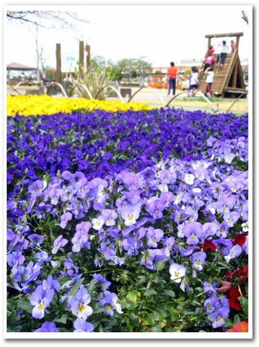 花見 桜 名所 穴場 オススメ スポット 家族 東京 葛飾区 小菅 2013 公園 小菅西公園 小菅水再生センター 堀切菖蒲園駅 綾瀬駅 013.jpg