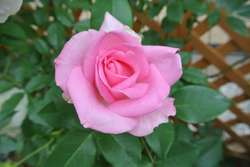 梅雨入りとか早くね ビバリー ナエマ開花 ばらにわクエスト 略してばらクエ 楽天ブログ