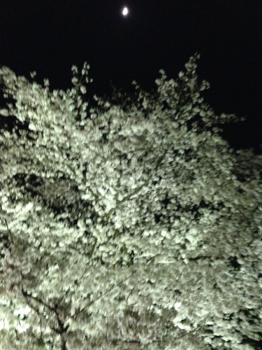 夜桜２.JPG