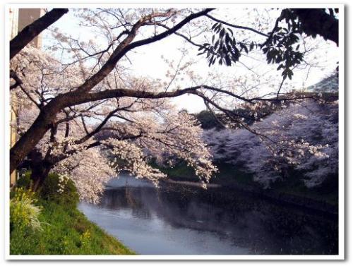 花見 桜 名所 オススメ スポット 東京 2013 九段下駅 千鳥ヶ淵 夜桜 ライトアップ デート 001.jpg