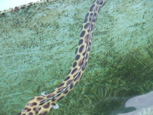 ちょっと かわいい豹柄のウミヘビ サザンシティホテルのブログ 楽天ブログ