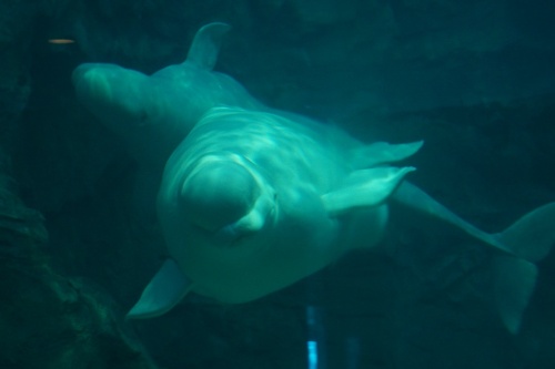 名古屋港水族館のベルーガ イルカショーに魅せられて 楽天ブログ