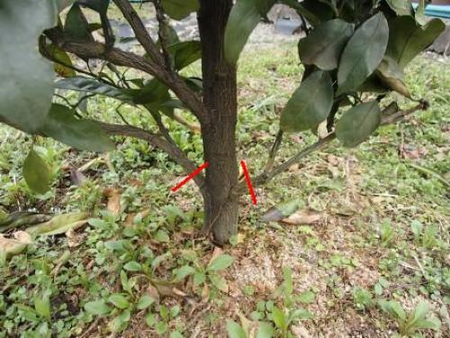温州みかんの剪定 素人果樹栽培と特選園芸グッズ 楽天ブログ