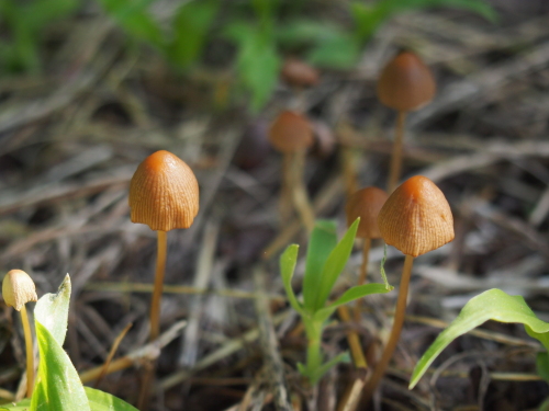 水元公園2012.9.24 059.jpg
