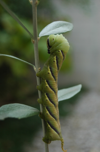 DSC_5883.JPG