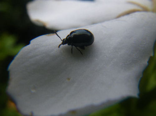 クチナシの花を食べる虫 うらちゃんの隠れ家 楽天ブログ