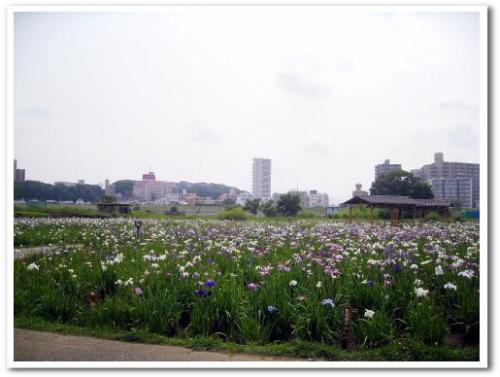 東京・柴又100K 柴又100kmマラソン 柴又ウルトラマラソン コース 画像 小岩菖蒲園002.jpg