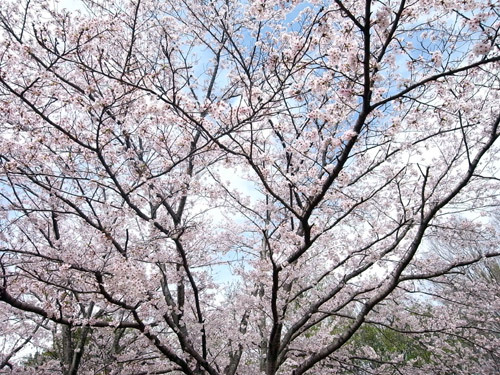 RIMG0308.jpg