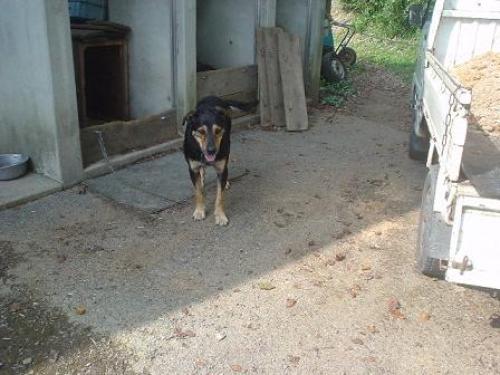 犬連れて群馬ドイツ村 どーでもいい日記楽天版 楽天ブログ