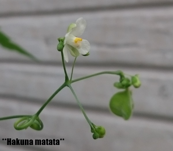 フウセンカズラと朝顔。 | **Hakuna Matata** - 楽天ブログ