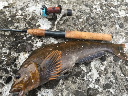 16 3 27 増毛港 昼間の穴釣り Mashike Fishing 楽天ブログ