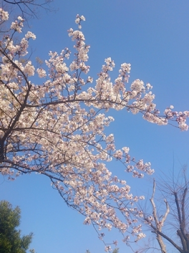 桜と空.jpg