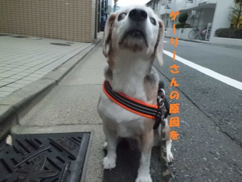 CIMG2132ゲーリーの原因.jpg