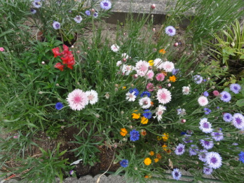 百均の種だけど花がいっぱい みけなし日記 最近のできごと 買い物 アウトドア キャンプ 家庭菜園 など 楽天ブログ