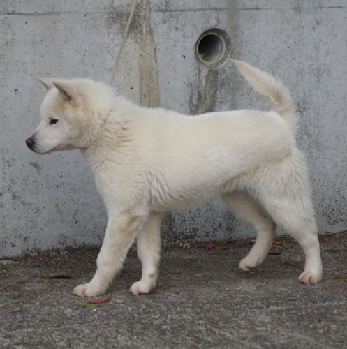 チビの紀州犬 紀州犬物語135 土用の一つ子 の紀州犬 白のオス犬の生後7カ月 横田俊英 計量計測データバンク とその情報 楽天ブログ