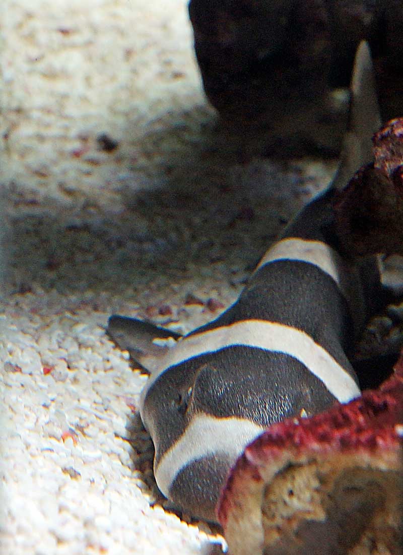 犬好きにピッタリのサメ | 湘南水族館〜犬バカの魚好き - 楽天ブログ