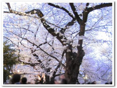 花見 桜 名所 オススメ スポット 東京 2013 九段下駅 千鳥ヶ淵 夜桜 ライトアップ デート 008.jpg