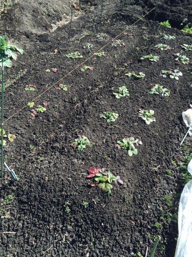 冬越しイチゴ 初栽培中 ちょろ松の家庭菜園奮闘記 楽天ブログ