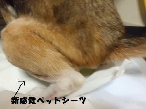 シーツ.JPG