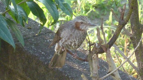 庭の木に鳥の巣が！ | 登るアラ還！ ～美しい自然を求めて～ - 楽天ブログ