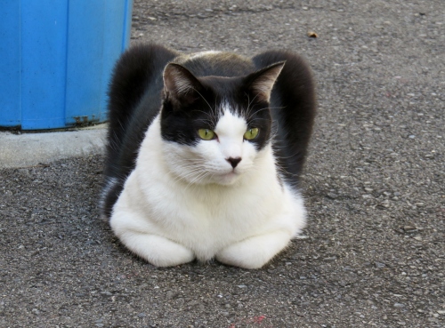 猫の座り方について 人さまのネコ 楽天ブログ