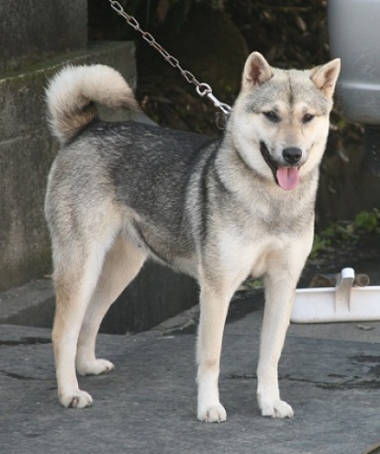 白毛の紀州犬 胡麻毛の紀州犬 飼われた狼は犬に似た形態に変化する ことなどの考察 白毛の紀州犬の由来を探る 横田俊英 計量計測データバンク とその情報 楽天ブログ