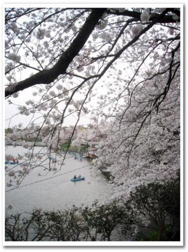 花見 桜 名所 オススメ スポット 東京 2013 九段下駅 千鳥ヶ淵 夜桜 ライトアップ デート 004.jpg