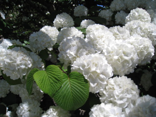 2013_0502_124957-IMG_1813.JPG