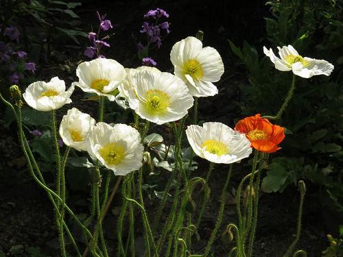 アゲハチョウを初写 ハナムグリやハチや小さな昆虫達 アイスランドポピー 大分金太郎の花鳥蝶月 楽天ブログ