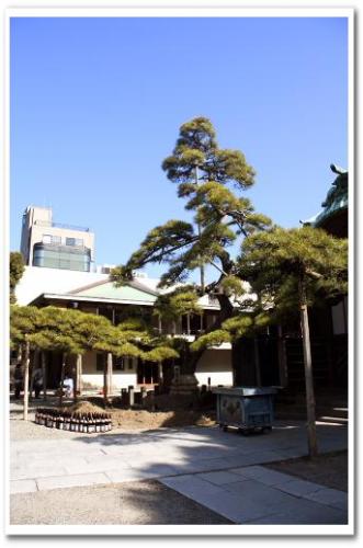 柴又帝釈天 瑞龍松 寒肥 日本酒 2013 007.jpg