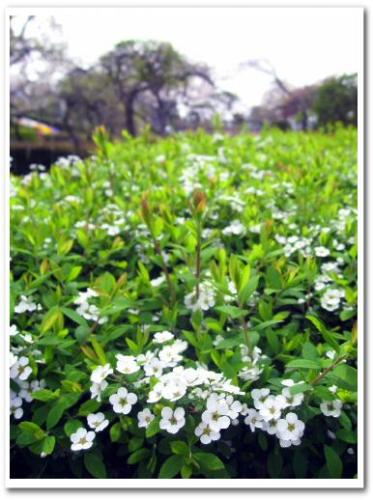 花見 桜 名所 穴場 オススメ スポット 家族 東京 葛飾区 小菅 2013 公園 小菅西公園 小菅水再生センター 堀切菖蒲園駅 綾瀬駅 011.jpg