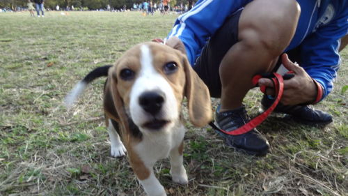 27238376_1812086669_156large3か月子犬2.jpg