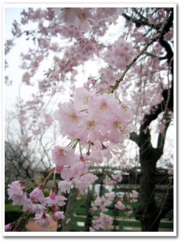 花見 桜 名所 穴場 オススメ スポット 家族 東京 葛飾区 小菅 2013 公園 小菅西公園 小菅水再生センター 堀切菖蒲園駅 綾瀬駅 006.jpg