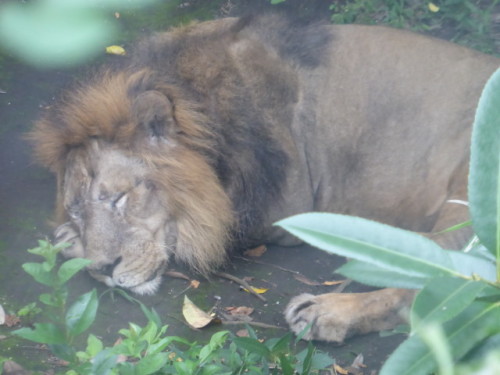 上野動物園 その8 動物園の必須動物 ｍｏｍｏ太郎日記 楽天ブログ