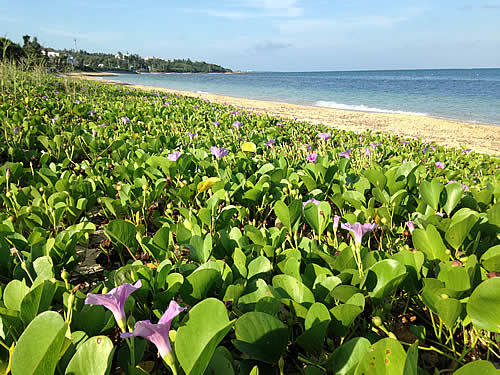 onna-beach.jpg