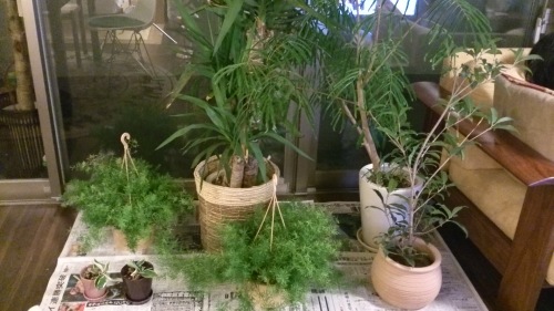 ベランダの観葉植物たちを避難させました ４人家族の３ldkインテリア 楽天ブログ